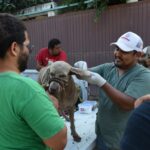 SEDEMA, con apoyo internacional para animales afectados en zona norte de Veracruz