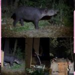 Tapir rescatado en Las Choapas, es trasladado a zoológico de Chiapas