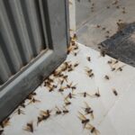 ¡Pensaron que era brujería, pero se trataba de un fenómeno natural!
